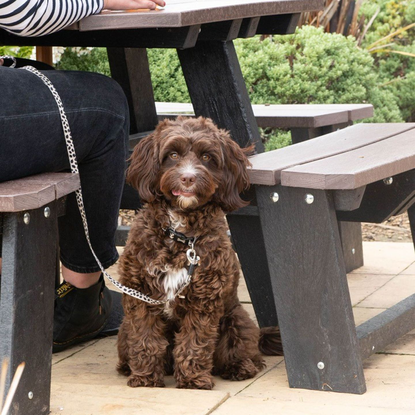 Your local dog friendly pub in Houghton Le Spring